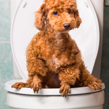 Dog Potty Training