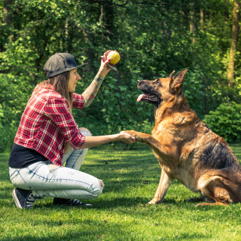 Dog Training and Behavior