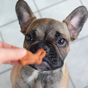 Dog Treats