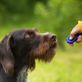 Dog Training and Behavior Aids