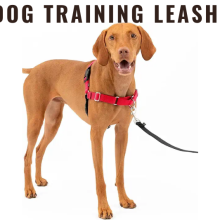 Dog Training Leashes